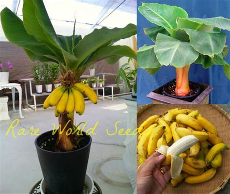 Fruiting Banana Trees For Sale Fruit Trees