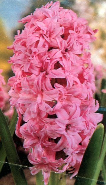 Double Dutch Hyacinth Pink Royal Hyacinthus Orientalis