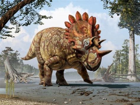 New Horned Dinosaur Cousin Of Triceratops With ‘bizarre Features Revealed Paleodig News