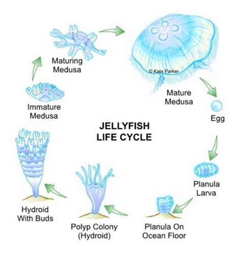 Jellyfish Life Cycle Chart Jellyfish Facts Jellyfish