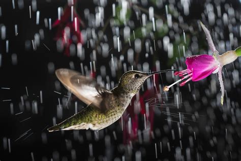 Hummingbird Hovering In Rain With Splash Mostbeautiful