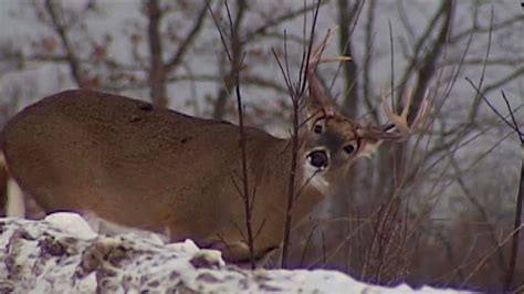 Deer Hunt Archives Fox21online