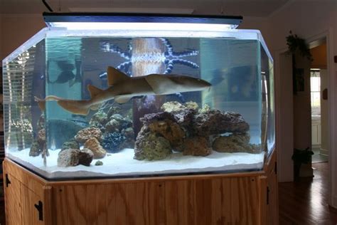 Shark Tank Dream Home Pinterest Aquarium Fish Shark Tank And Sharks