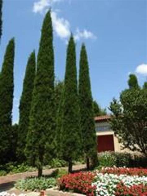 Juniperus Virginiana Taylor Eastern Red Cedar Gateway Garden Center