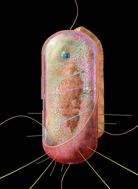 Bacterial Cell Photograph By Russell Kightleyscience Photo Library
