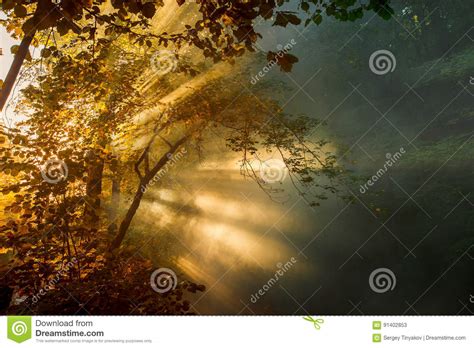 Beautiful Bright Sunbeams Make Their Way Through The Morning Mist And