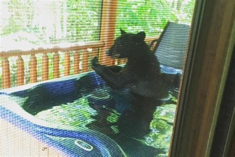 Photos Bear Relaxes In Hot Tub At Tennessee Rental Cabin
