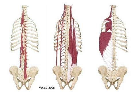 Maybe you would like to learn more about one of these? layers of muscles in the upper back | Physical Therapy in ...