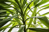 Therefore, ceramic or clay pots are preferred over the wooden or plastic ones. How to Grow and Care for a Yucca Plant Indoors