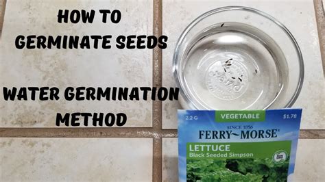 How To Germinate Seeds Water Germination Method Youtube