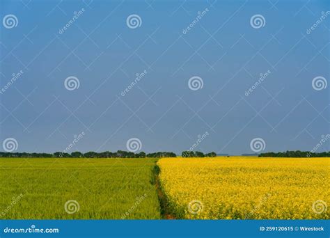 Beautiful Canola Field Against A Blue Sky Stock Image Image Of Meadow