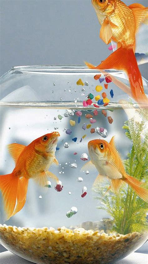 خلفيات سمكة ذهبية احلى صور للسمكة الذهبية 2023 Goldfish Wallpapers