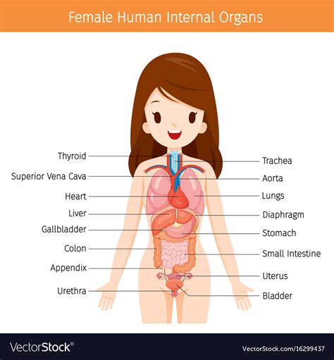 Internal Female Human Anatomy Reproductive System Female Anatomy