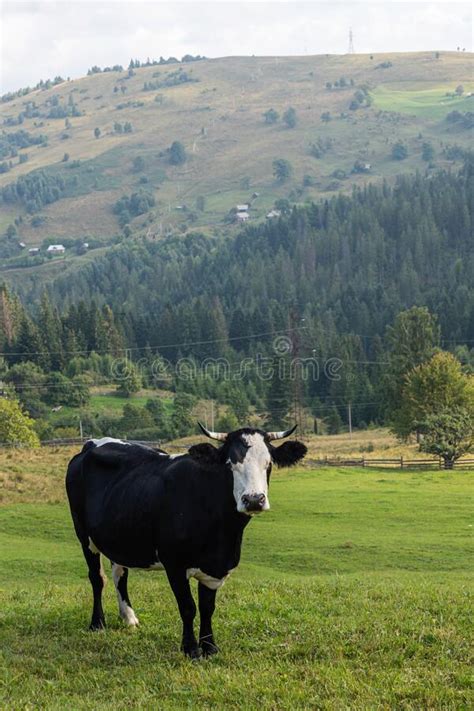 Cows Graze On The Green Grass Of The Mountain Slope Stock Photo Image