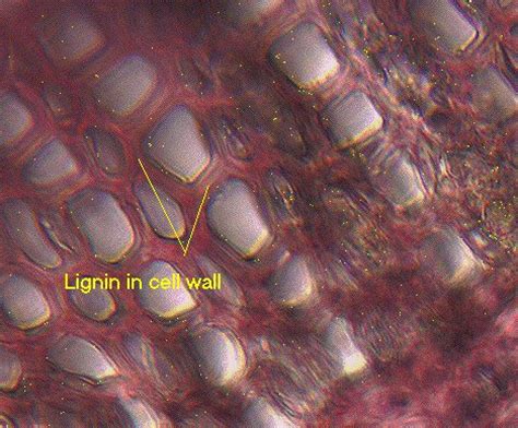 The gram staining procedure developed is based upon the ability of bacteria to take in and keep the. phloroglucinol