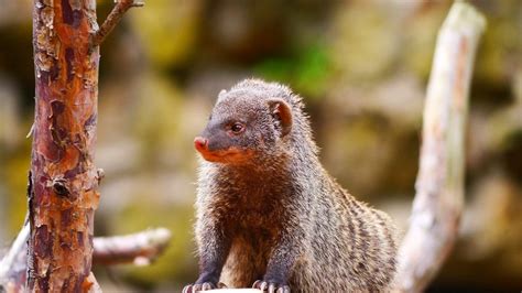 Mongooses Wild Animals News And Facts