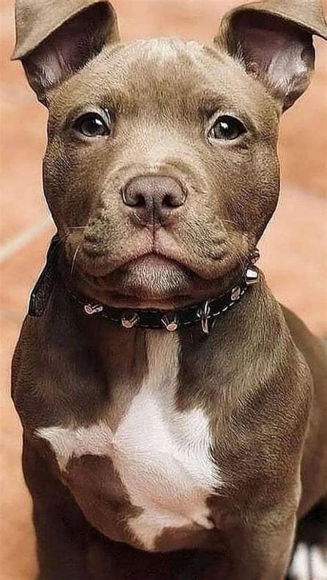 15 Cute Pitbull That Will Make You Go Crazy An Immersive Guide By Pro