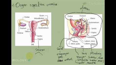 Gambar Sistem Reproduksi Wanita Berbagi Informasi