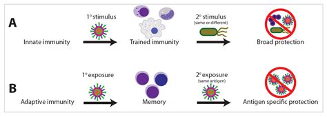 Ijms Free Full Text Exposome And Immunity Training How Pathogen