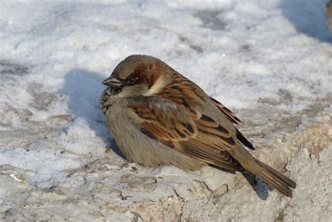 Studies show that hiv grown in the lab, when placed on a surface, loses most of its ability to infect. How Do Birds Keep Warm in Winter?