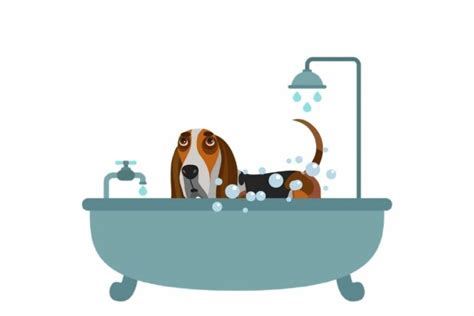 How Often Can A Basset Hound Be Bathed Basset Hound Enthusiast
