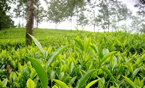 Building The Brand Of Ceylon Tea With Trade Marking And Geographical