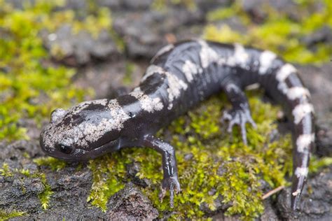 Marbled Salamander Photograph By Derek Thornton Fine Art America