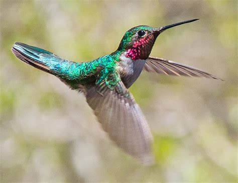 Hummingbird Of Silver Plume Photographed By Cinthea Fiss Hummingbird