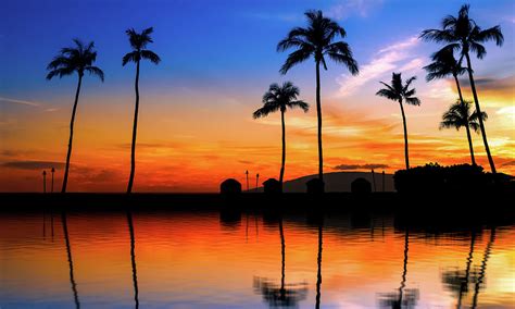 Blue Orange Sunset With Palm Trees Photograph By Jonathan Ross