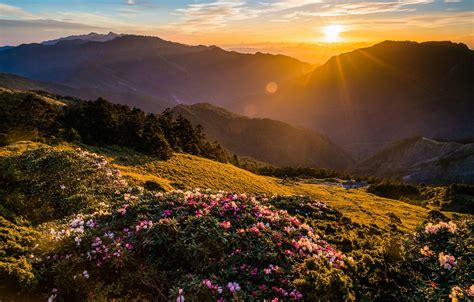 Beautiful Flowers In Mountain Clouds Natural Scenery Wallpaper One