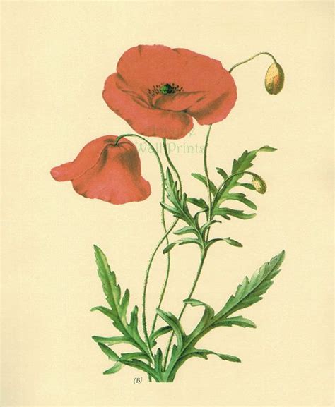 Red Poppy 1800s Antique Prints Flower Art By Antiquewallprints 800