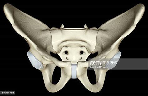 Pubic Symphysis Photos And Premium High Res Pictures Getty Images
