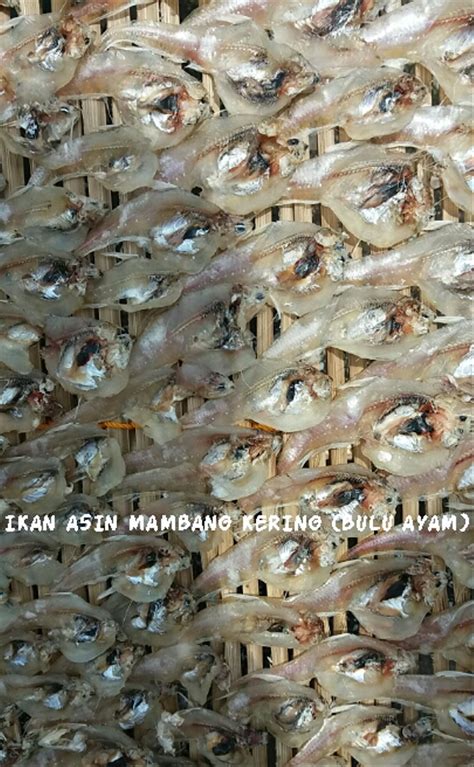 Karena memang ikan yang satu ini sangat disukai oleh banyak orang indonesia. Gambar Ikan Asin Bulu Ayam - Gambar Ikan HD