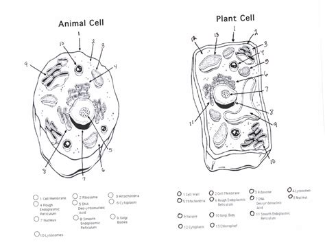 Both plant cells and animal cells are eukaryotic cells. plant and animal cells diagram quiz : Biological Science ...