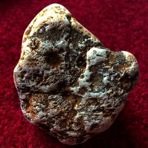 Fossils Rock Collection Meteor Rocks Rock Identification