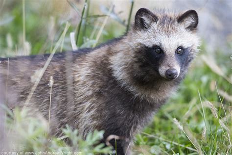 Summer Wildlife in Japan » Focusing on Wildlife