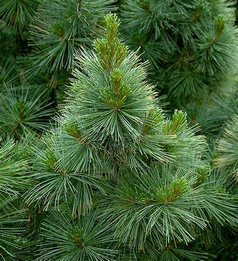Pinus Strobus Brevifolia Dwarf Eastern White Pine Kigi Nursery