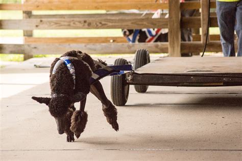 show brags — winters wind standard poodles