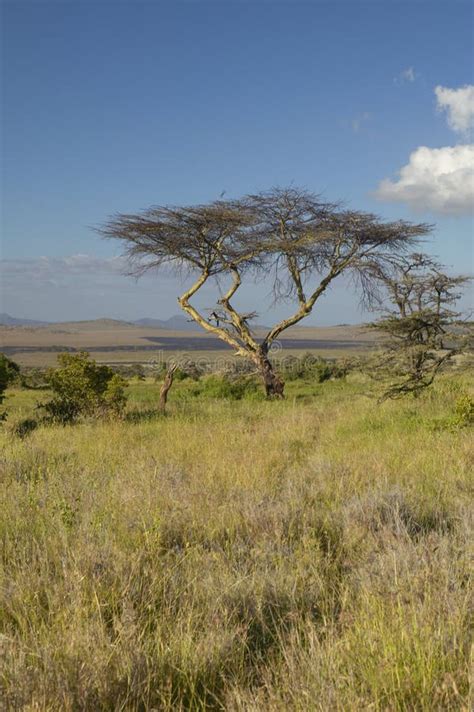 Mount Kenya And Lone Acacia Tree At Lewa Conservancy Kenya Africa