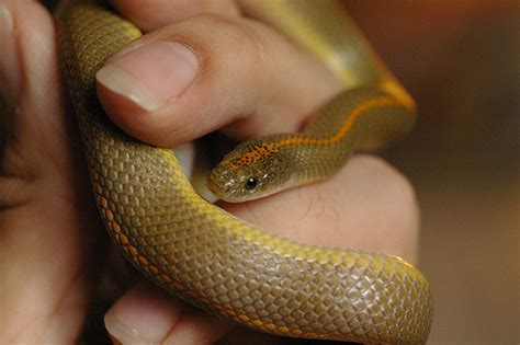 Reptile Facts The Aurora House Snake Lamprophis Aurora Is A