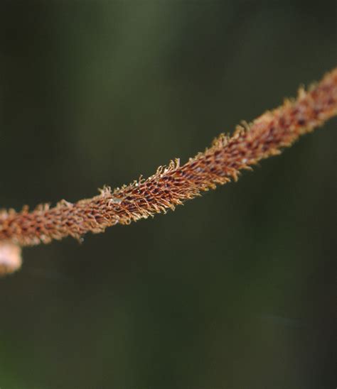 Oleandra Neriiformis Ferns And Lycophytes Of The World