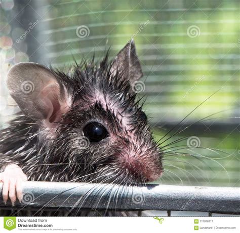 The Face Of A Sad Gray Field Mouse Holding Onto His Cage Stock Image