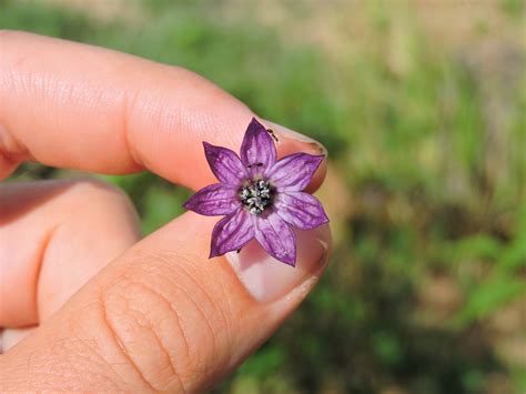 Purple Jalapeño — Grand Prismatic Seed