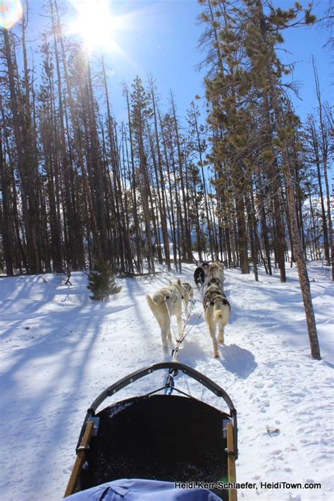 Dog Sledding With Dog Sled Rides Of Winter Park Colorado