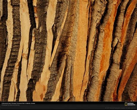 Free Download Tree Bark Wallpaper Photography Wallpapers 377 1920x1200