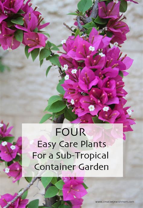 Four Easy Care Flowering Plants For Your Sub Tropical Or