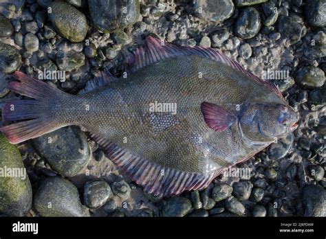 Greenback Flounder Rhombosolea Tapirina From New Zealand Waters