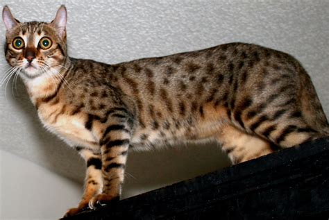 Mokave Cat Breeds Asian Leopard Cat Bengals Desert