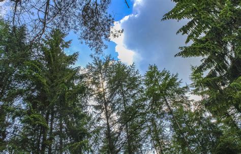 Blue Sky With Beautiful Natural Forest Tree Landscape Germany 8057834