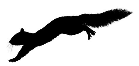 Download Squirrel Silhouette Vector | Free download on ClipArtMag